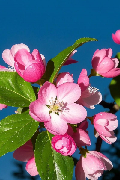 春天有哪些花好 春天有哪些花好