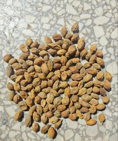 2024年益智仁多少钱一斤 2024年益智仁多少钱一斤