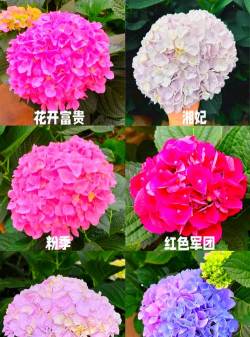 绣球菊养殖方法和注意事项 绣球菊养殖方法和注意事项