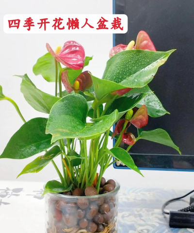 红掌好养活吗 容易养活吗 红掌好养活吗 容易养活吗