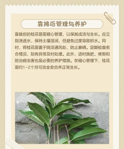 桂花树的嫁接时间和方法 桂花树的嫁接时间和方法