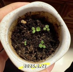 草莓种子几天发芽 草莓种子几天发芽