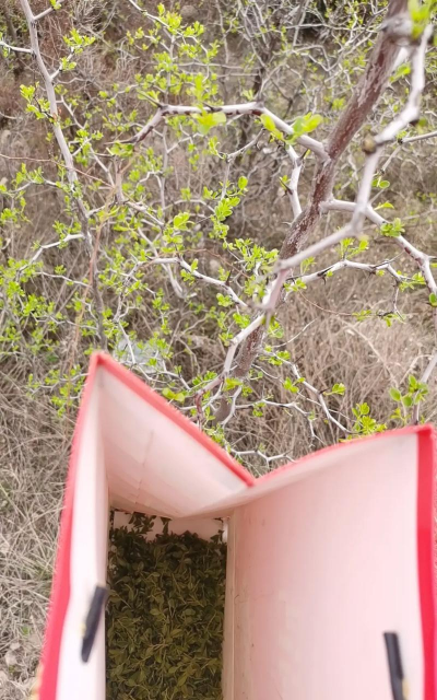 枣树苗什么时候发芽长叶 枣树苗什么时候发芽长叶