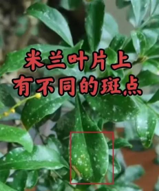 米兰叶子发黑有什么办法 米兰叶子发黑有什么办法