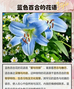 蓝百合花语是什么意思 蓝百合花语是什么意思