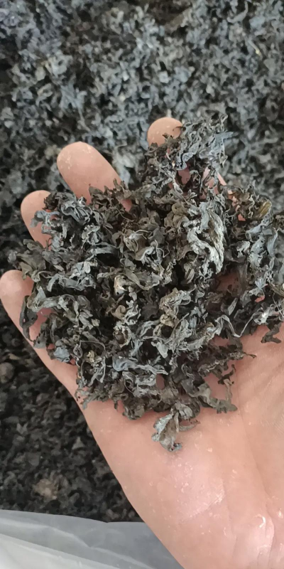 2024年地皮菜价格多少钱一斤 2024年地皮菜价格多少钱一斤