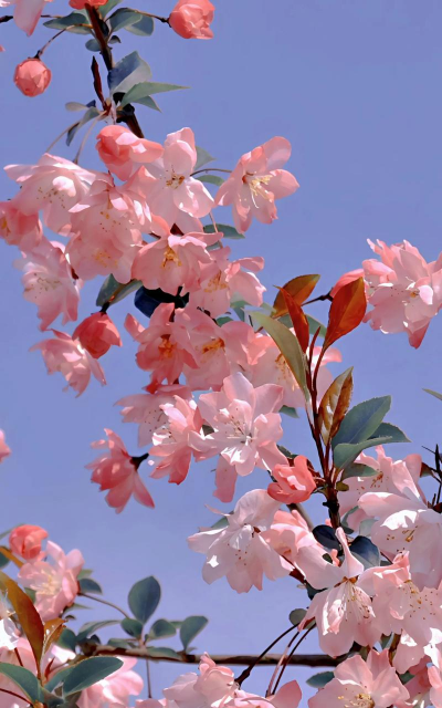 春天有哪些粉色花 春天有哪些粉色花