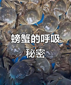 螃蟹是靠什么呼吸的 螃蟹是靠什么呼吸的