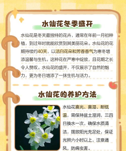 水仙花什么季节开花 水仙花什么季节开花
