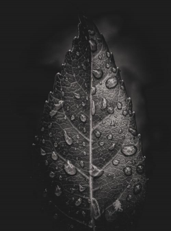 为什么树叶有黑色斑点 为什么树叶有黑色斑点