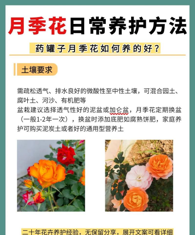 月季花养殖方法和注意事项 月季花养殖方法和注意事项