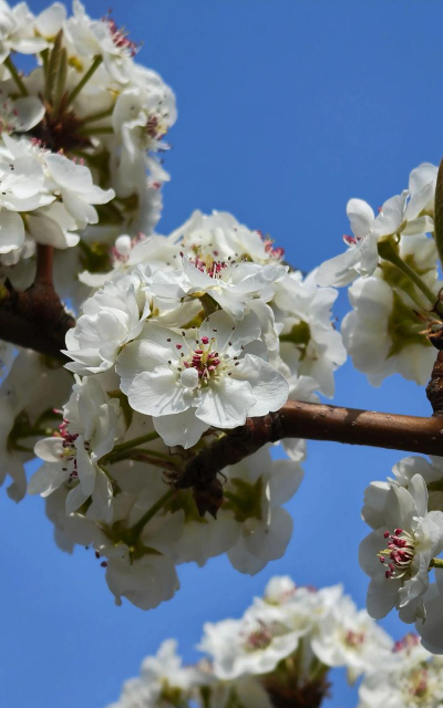 梨树在什么季节开花 梨树在什么季节开花