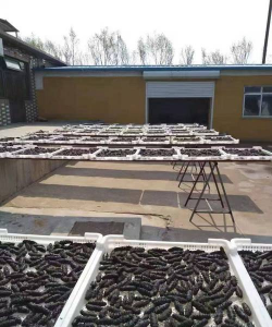 2024年野生海参多少钱一斤 2024年野生海参多少钱一斤