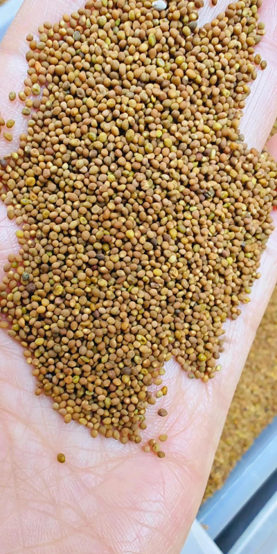 2024年菟丝子多少钱一斤 2024年菟丝子多少钱一斤