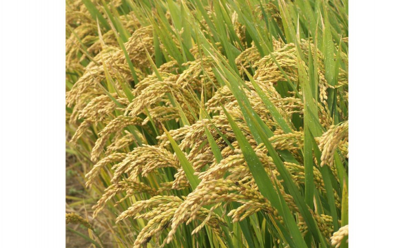 杂交水稻是什么意思 杂交水稻是什么意思