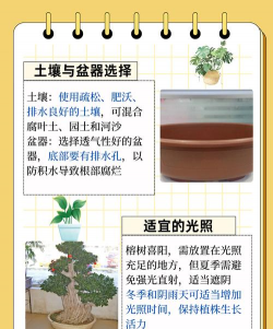 榕树的养殖方法和注意事项 榕树的养殖方法和注意事项