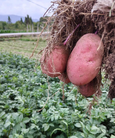 马铃薯种植技术 马铃薯种植技术