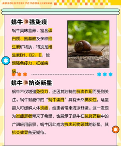 红蜗牛养殖方法和注意事项 红蜗牛养殖方法和注意事项