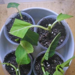 秋冬季扦插什么植物 秋冬季扦插什么植物