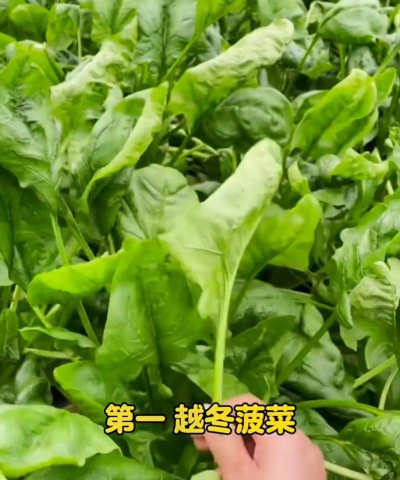 冬季可以种什么蔬菜呢 冬季可以种什么蔬菜呢