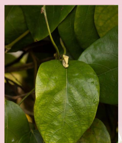 隐形的花有哪些 隐形的花有哪些