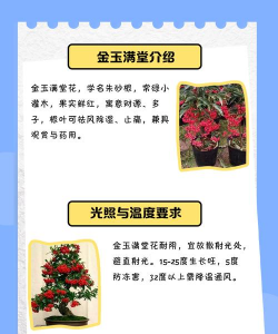 金玉满堂花养殖方法 金玉满堂花养殖方法