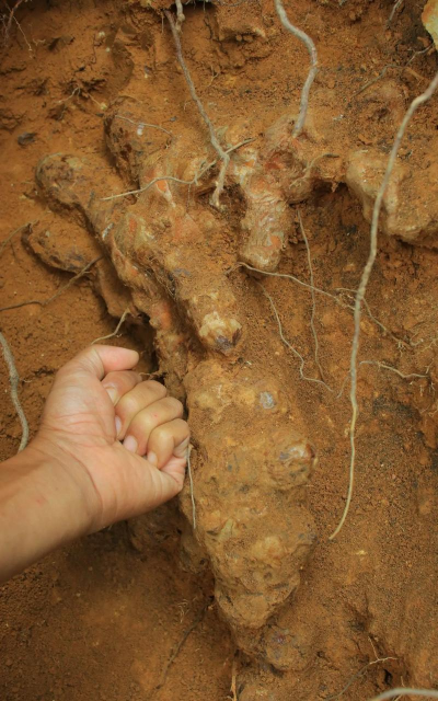 2024年土茯苓多少钱一斤 2024年土茯苓多少钱一斤