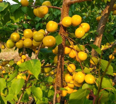 2024年珍珠油杏多少钱一斤 2024年珍珠油杏多少钱一斤