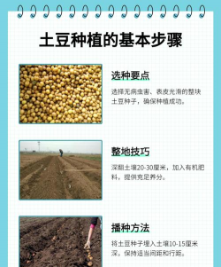 地豆种植时间和方法是什么 地豆种植时间和方法是什么