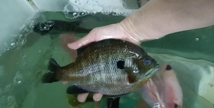 2024年黄骨鱼多少钱一斤 2024年黄骨鱼多少钱一斤