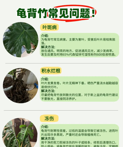 龟背竹可以水养吗 龟背竹可以水养吗