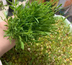 松柳菜怎么种 松柳菜怎么种