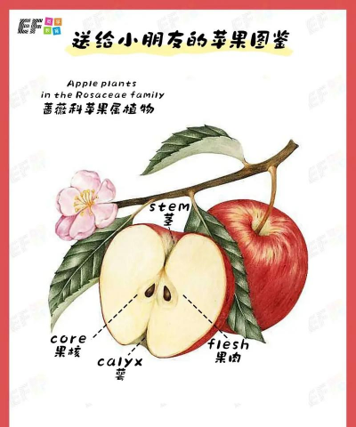 苹果的生长的习性有哪些 苹果的生长的习性有哪些