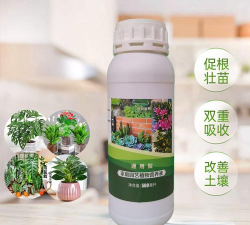 观叶植物上什么肥料 观叶植物上什么肥料