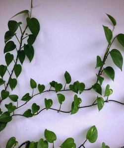 绿萝应放到什么位置 绿萝应放到什么位置