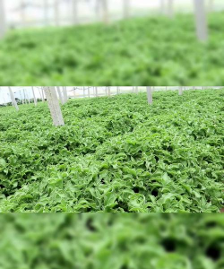 冬天在家里种植什么好呢 冬天在家里种植什么好呢