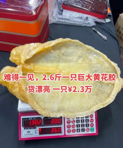 2024年花胶多少钱一斤 2024年花胶多少钱一斤