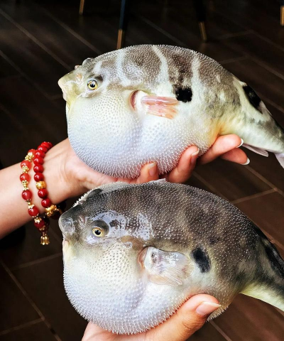 2024年河豚多少钱一斤 2024年河豚多少钱一斤