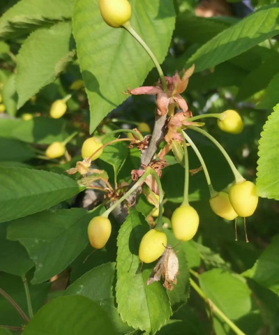 樱桃掉果是什么原因 樱桃掉果是什么原因