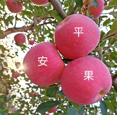 红富士苹果产地在哪里 红富士苹果产地在哪里