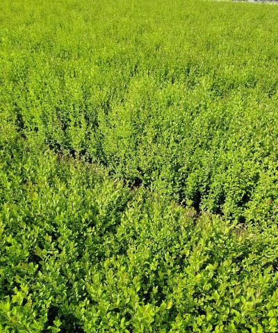 水蜡树的繁殖方法有哪些 水蜡树的繁殖方法有哪些