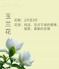 玉兰花的花语 玉兰花的花语