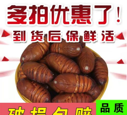 2024年蚕蛹多少钱一斤 2024年蚕蛹多少钱一斤