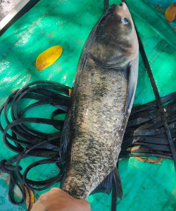 2024年白鲢鱼多少钱一斤 2024年白鲢鱼多少钱一斤