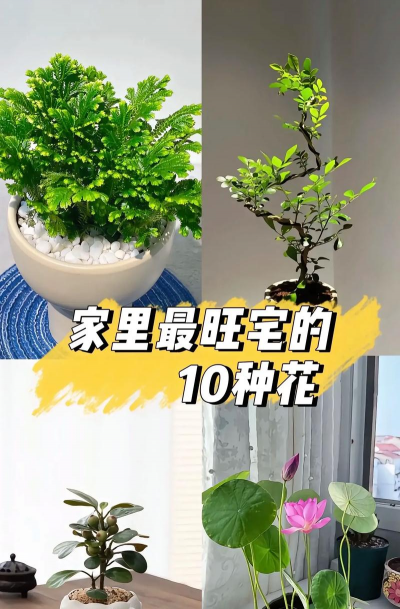 什么花木能在室内养 什么花木能在室内养