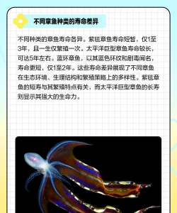 章鱼的寿命是多久 章鱼的寿命是多久