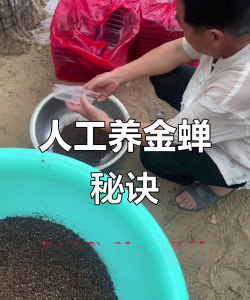 金蝉养殖方法和注意事项 金蝉养殖方法和注意事项