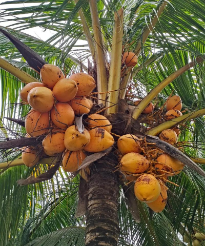 南方水果有哪些 南方水果有哪些