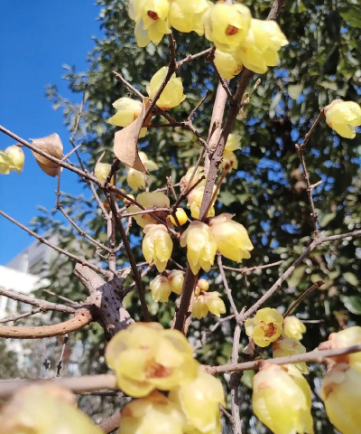 黄梅什么季节开花最好 黄梅什么季节开花最好