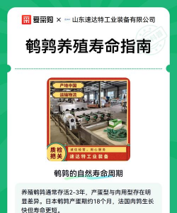 鹌鹑的养殖方法和注意事项 鹌鹑的养殖方法和注意事项